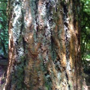 IMG_0443.jpg